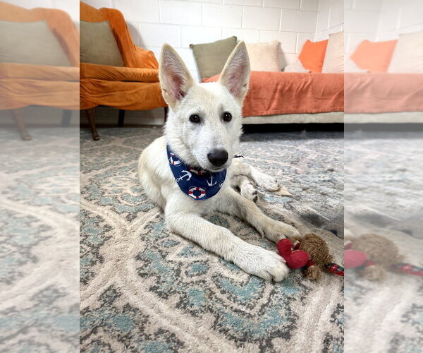 Medium Photo #3 German Shepherd Dog-Unknown Mix Puppy For Sale in San Leon, TX, USA