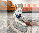 Small #2 German Shepherd Dog Mix