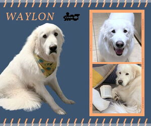 Great Pyrenees Dogs for adoption in Lindsay, CA, USA