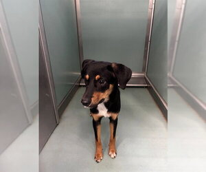 Miniature Pinscher-Unknown Mix Dogs for adoption in Moreno Valley, CA, USA