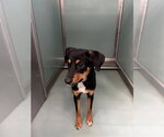 Small Miniature Pinscher Mix