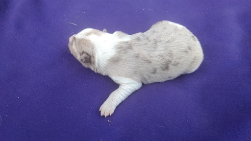 Medium Photo #2 Border Collie Puppy For Sale in RANDOLPH, AL, USA