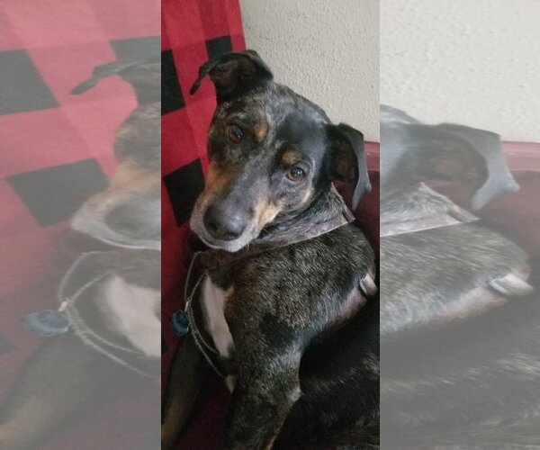 Medium Photo #2 Catahoula Leopard Dog Puppy For Sale in COLUMBIA, MD, USA