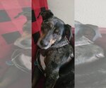 Small #1 Catahoula Leopard Dog