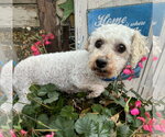 Small Photo #2 Bichon Frise Puppy For Sale in Sioux Falls, SD, USA