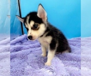Siberian Husky Puppy for sale in SANDY HOOK, KY, USA