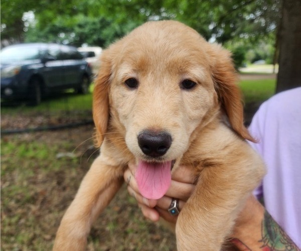Medium Photo #4 Goldendoodle Puppy For Sale in WACO, TX, USA