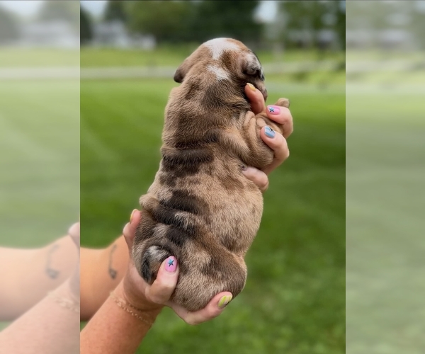 Medium Photo #5 English Bulldog Puppy For Sale in GAS CITY, IN, USA
