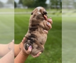 Small #4 English Bulldog