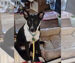 Small #4 Mutt