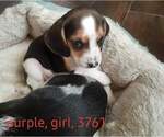 Small Photo #12 Beagle Puppy For Sale in CENTRALIA, WA, USA
