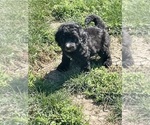 Small Photo #2 Labradoodle Puppy For Sale in CRAIG, NE, USA