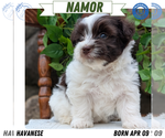Puppy Namor Havanese