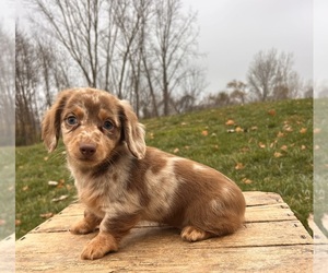 Dachshund Puppy for sale in MIDDLEBURY, IN, USA