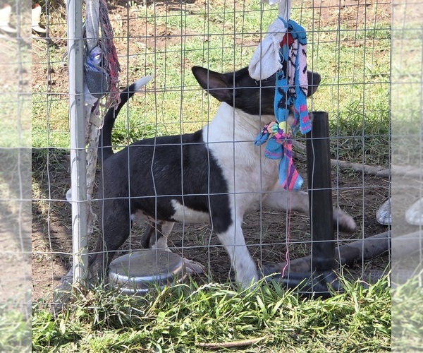 Medium Photo #7 Bull Terrier Puppy For Sale in LONG BEACH, CA, USA