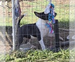 Small #6 Bull Terrier