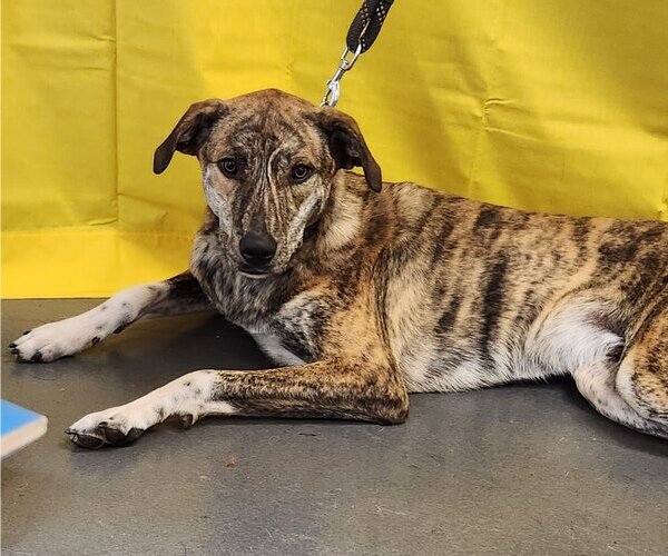 Medium Photo #2 Catahoula Leopard Dog-Great Pyrenees Mix Puppy For Sale in Clinton, OK, USA