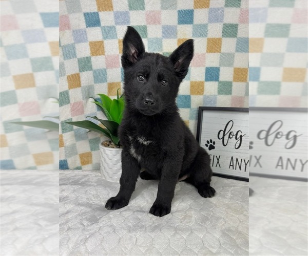 Medium Photo #6 German Shepherd Dog Puppy For Sale in FRANKLIN, IN, USA