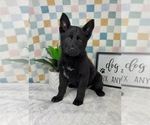 Small #5 German Shepherd Dog