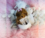Small #13 Poodle (Toy)