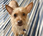 Small #1 Chihuahua Mix