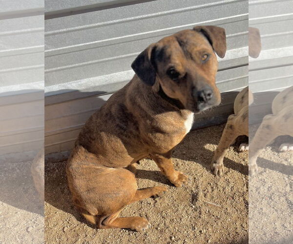 Medium Photo #2 Mountain Cur-Unknown Mix Puppy For Sale in Lancaster, CA, USA