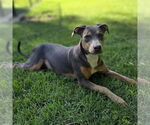 Small #2 Catahoula Leopard Dog-Doberman Pinscher Mix