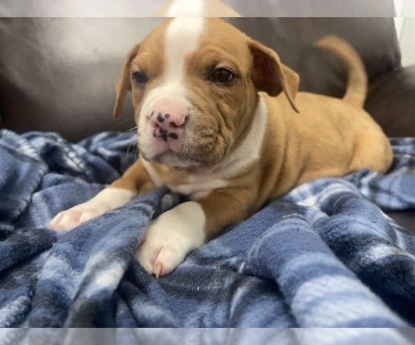 Medium Photo #71 American Bully Puppy For Sale in REESEVILLE, WI, USA