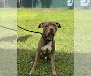 American Pit Bull Terrier Dogs for adoption in Vero Beach, FL, USA