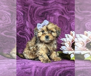 Poodle (Miniature)-ShihPoo Mix Puppy for sale in LINCOLN UNIVERSITY, PA, USA