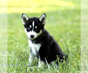 Pomsky Puppy for sale in PARKESBURG, PA, USA