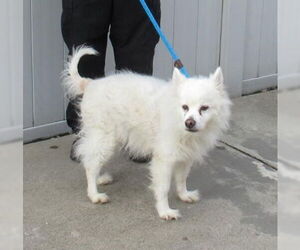 Auggie of FL (aka Alfredo) - Male American Eskimo Dog Dog for Adoption - Photo #2