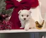 Small Photo #19 Maltese Puppy For Sale in GOSHEN, IN, USA