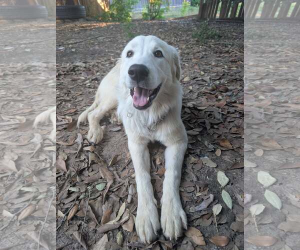 Medium Photo #5 Great Pyrenees Puppy For Sale in Bend, OR, USA