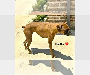 Boxer Dogs for adoption in Austin, TX, USA