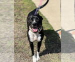Small #13 American Pit Bull Terrier-Labrador Retriever Mix