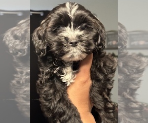 Poodle (Standard)-Shih Tzu Mix Puppy for sale in STAFFORD, VA, USA
