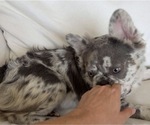 Laurent - Male French Bulldog Puppy for Sale - Photo #9