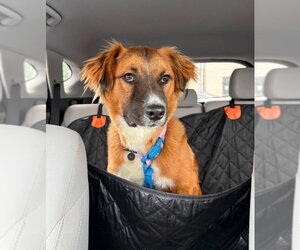 Freya - Female Colonial Cocker Spaniel-Golden Retriever Mix Dog for Adoption - Photo #2