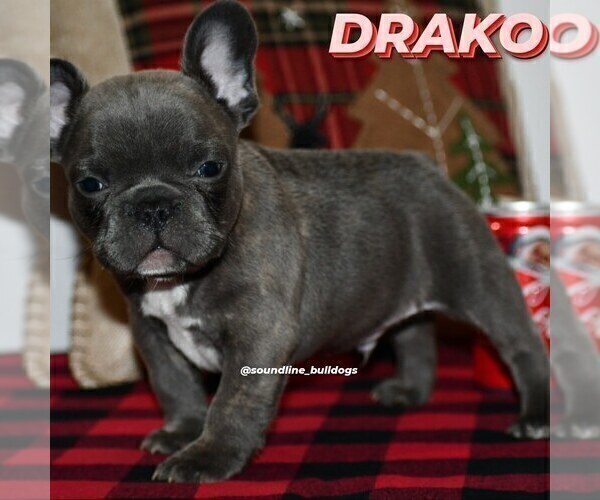 Medium Photo #8 French Bulldog Puppy For Sale in GRAHAM, WA, USA