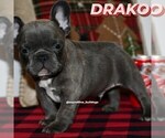 Small Photo #8 French Bulldog Puppy For Sale in GRAHAM, WA, USA