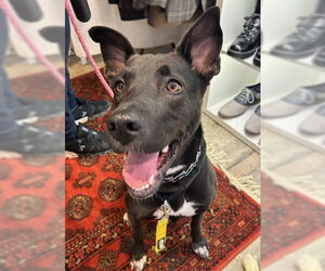 Mavi Lizman - Female Mutt Dog for Adoption - Photo #7