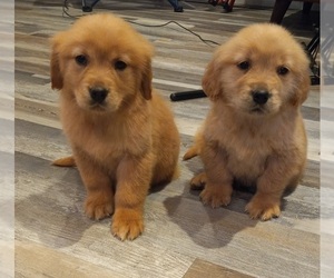 Golden Retriever Puppy for sale in BEVERLY HILLS, CA, USA