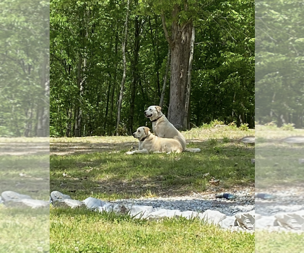 Medium Photo #4 Labrenees Puppy For Sale in Maryville, TN, USA