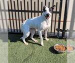 Small #10 American Pit Bull Terrier Mix