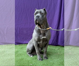 Mutt Dogs for adoption in Goodyear, AZ, USA