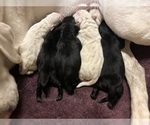 Image preview for Ad Listing. Nickname: Litter of 6