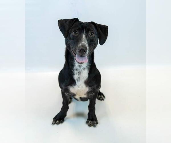 Medium Photo #2 Dachsador Puppy For Sale in Kennesaw, GA, USA