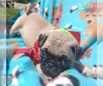 Puppy Ryan Pug