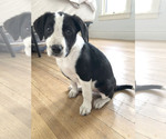Small #6 American Pit Bull Terrier-Border Collie Mix
